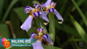 Gardening Australia S35E08 1080p HDTV H264-CBFM EZTV