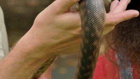 Gardening Australia S35E09 XviD-AFG EZTV