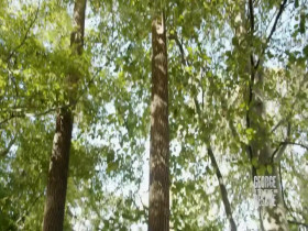 George to the Rescue S13E02 480p x264-mSD EZTV