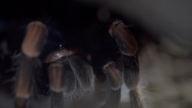 Gladiators 2024 S01E03 480p x264-RUBiK EZTV