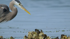 Gladiators 2024 S01E04 1080p x265-ELiTE EZTV