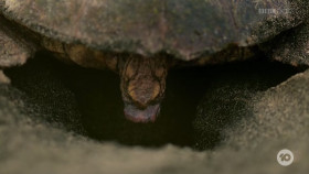 Gogglebox AU S16E08 1080p HEVC x265-MeGusta EZTV