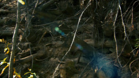 Gold Rush S12E00 Against All Odds 1080p HEVC x265-MeGusta EZTV