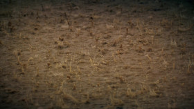 Gold Rush S15E00 Miners vs Mother Nature 1080p WEB h264-FREQUENCY EZTV