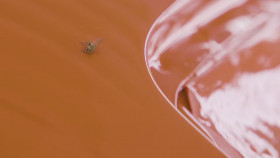 Graveyard Carz S18E10 1080p HEVC x265-MeGusta EZTV