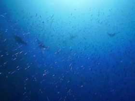 Great Blue Wild S02E04 Indonesia-The Secret Lives of Manta Rays 480p x264-mSD EZTV