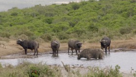 Great Parks of Africa S01E01 Addo Elephant National Park 1080p WEB h264-CAFFEiNE EZTV