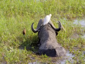 Great Parks of Africa S01E06 Chobe-Land of Learning 480p x264-mSD EZTV