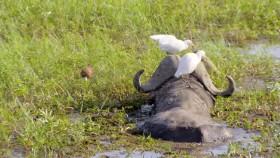 Great Parks of Africa S01E06 Chobe-Land of Learning 720p WEB h264-CAFFEiNE EZTV
