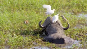 Great Parks of Africa S01E06 Chobe-Land of Learning XviD-AFG EZTV