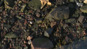 Greenland Survival At The Edge S01E02 1080p HDTV H264-CBFM EZTV