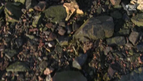 Greenland Survival At The Edge S01E02 XviD-AFG EZTV