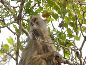 Guardians of the Wild S02E02 Zambias Peaceful Primates 480p x264-mSD EZTV