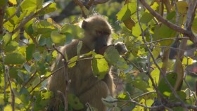 Guardians of the Wild S02E02 Zambias Peaceful Primates WEB h264-CAFFEiNE EZTV