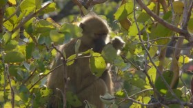 Guardians of the Wild S02E02 Zambias Peaceful Primates XviD-AFG EZTV