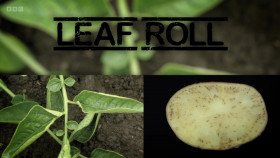 Harvest 2015 S01E02 The North 1080p WEBRip x264-CBFM EZTV