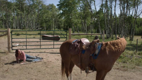 Heartland CA S18E09 1080p WEBRip x264-BAE EZTV