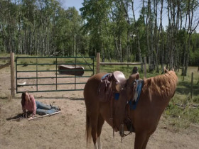 Heartland CA S18E09 480p x264-mSD EZTV