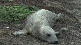 Highlands Scotlands Wild Heart 3of4 Autumn And Winter Against All Odds 720p x264 HDTV EZTV