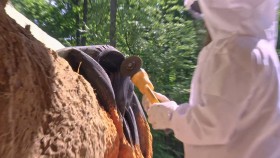 Homestead Rescue S06E04 Cobbers Nightmare 1080p HEVC x265-MeGusta EZTV