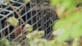 Homestead Rescue S10E05 Rubble With a Cause 1080p HEVC x265-MeGusta EZTV