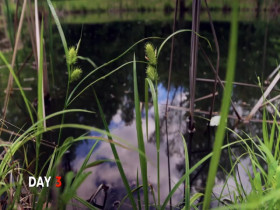 Homestead Rescue S12E04 480p x264-mSD EZTV