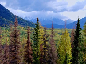 Homestead Rescue S12E09 480p x264-mSD EZTV