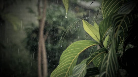 Homestead Rescue S12E11 720p HEVC x265-MeGusta EZTV