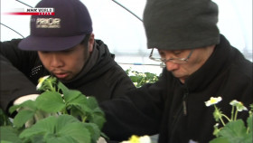 Hometown Stories S06E12 Bitter and Sweet A Strawberry Farming Family 1080p HDTV H264-DARKFLiX EZTV