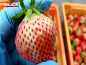 Hometown Stories S06E12 Bitter and Sweet A Strawberry Farming Family 480p x264-mSD EZTV