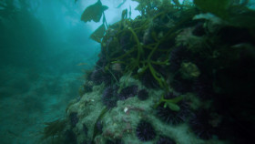 Hope in the Water S01E03 Changing the Menu 1080p AMZN WEB-DL DDP2 0 H 264-NTb EZTV