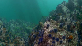 Hope in the Water S01E03 XviD-AFG EZTV