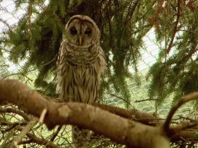 Hope in the Wild S02E13 Owl in the Family 480p x264-mSD EZTV