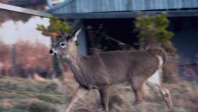 Hope in the Wild S02E21 From Orphaned Fawns to Freedom 720p WEB x264-LiGATE EZTV