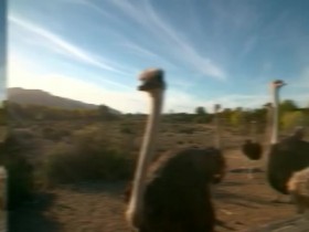 How Do Animals Do That S02E16 Super Sloths and Ostrich Marathons 480p x264-mSD EZTV
