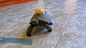 Howie Mandels Animals Doing Things S02E01 720p WEB x264-TBS EZTV