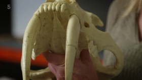 Ice Age A Frozen World S01E01 1080p HDTV H264-DARKFLiX EZTV