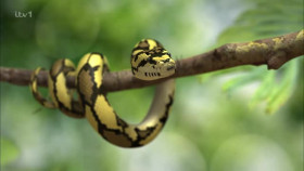 Im A Celebrity Get Me Out Of Here S23E20 XviD-AFG EZTV