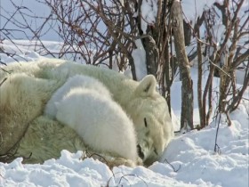 Immersions S01E14 Polar Bear Naptime 480p x264-mSD EZTV