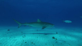 Immersions S01E16 Song of the Shark XviD-AFG EZTV