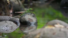 Impossible Animals S01E02 Rainforrests XviD-AFG EZTV