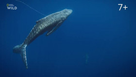 Incredible Animal Journeys S01E01 XviD-AFG EZTV