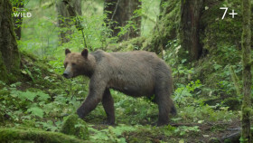 Incredible Animal Journeys S01E03 1080p HDTV H264-CBFM EZTV