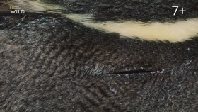 Incredible Animal Journeys S01E04 1080p HDTV H264-CBFM EZTV