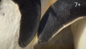 Incredible Animal Journeys S01E04 1080p HEVC x265-MeGusta EZTV