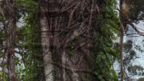 Inside the Enchanted Forests S01E01 1080p HEVC x265-MeGusta EZTV