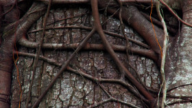 Inside the Enchanted Forests S01E01 1080p WEB h264-EDITH EZTV