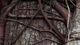 Inside the Enchanted Forests S01E01 XviD-AFG EZTV