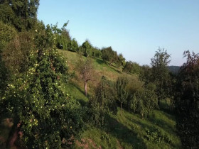 Inside the Enchanted Forests S01E02 480p x264-mSD EZTV