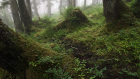 Inside the Enchanted Forests S01E05 1080p WEB h264-EDITH EZTV